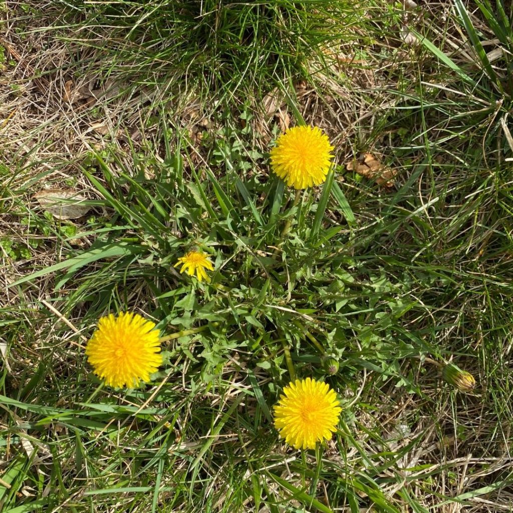 This image has an empty alt attribute; its file name is Dandelion--1024x1024.jpeg